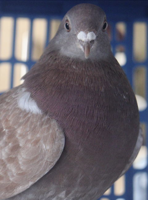 brown Ori, A pigeon rescued by seonmin in 2024