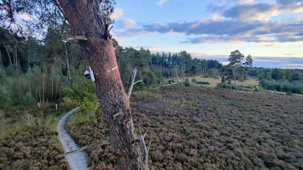 A Scot Pine with a sensor in its trunk in a natural reserve.