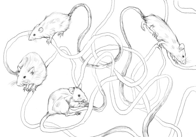 A drawing made by Yi Zhang to illustrate her 'Rat King Game'.