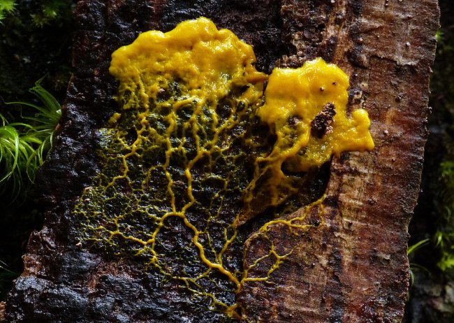 A blob of bright yellow slimy substance sticking to a log or a tree, a slime mold observed in the forest. The blob creates a visible network of a thousand of small crossing threads.