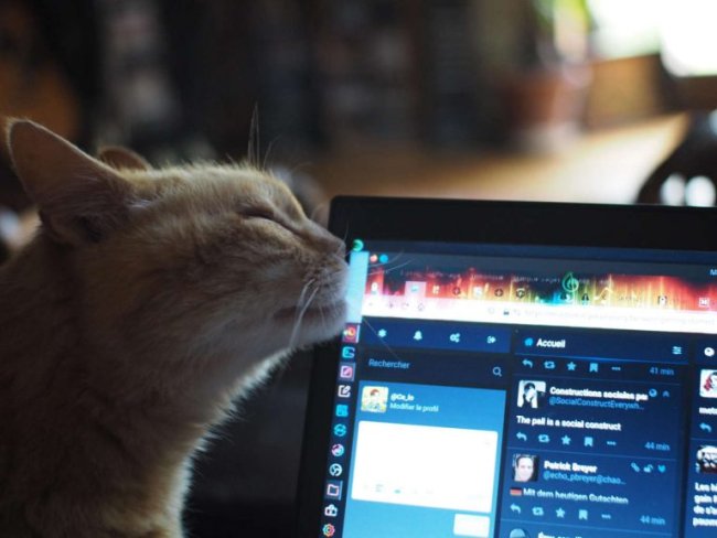 A cat's head rubs pleasantly against the screen of a portable computer.
